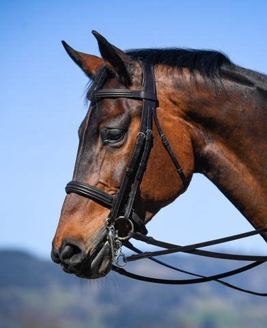 Amerigo Vespucci Double Bridle