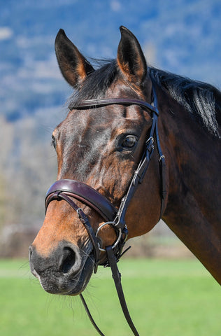 Amerigo Vespucci Traditional Dressage Bridle