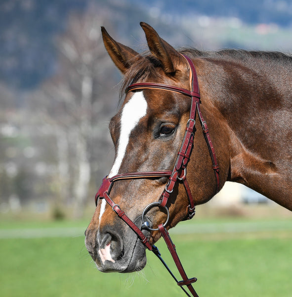 Amerigo Vespucci Grakle Bridle