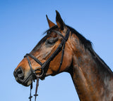 Amerigo Vespucci Flash Bridle