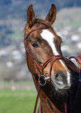 Amerigo Vespucci Flash Bridle