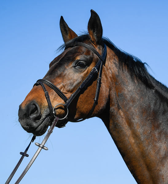 Amerigo Vespucci Flash Bridle