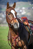 Amerigo Vespucci Flash Bridle